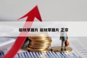 驱蚊草图片 驱蚊草图片 正宗