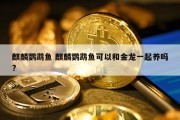 麒麟鹦鹉鱼 麒麟鹦鹉鱼可以和金龙一起养吗?